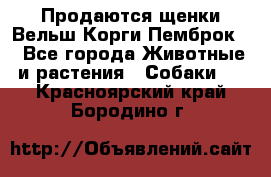 Продаются щенки Вельш Корги Пемброк  - Все города Животные и растения » Собаки   . Красноярский край,Бородино г.